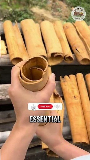 The Cinnamon Harvesting Process – A Traditional Cr