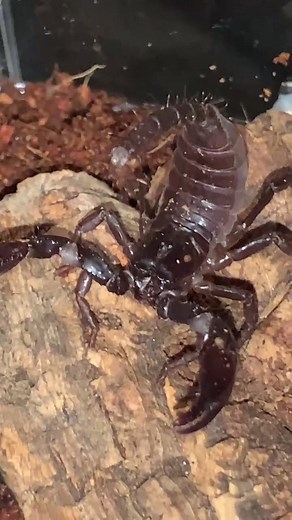 Delicious Grape 🍇 Juicy 🍑 Snack | Scorpion Tank Setup