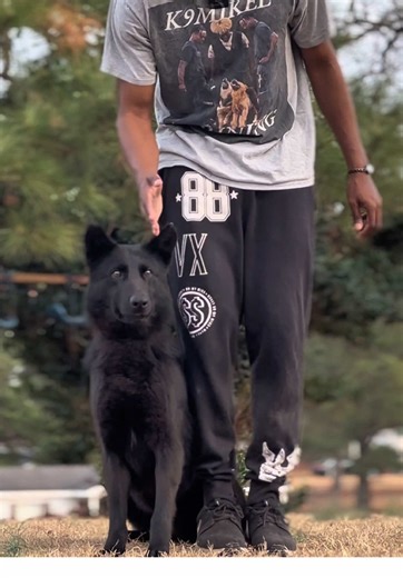 Get a Professional Dog Trainer in North Carolina