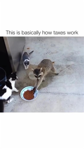 When you get a tax refund, that means you’ve been loaning the government money interest-free throughout the year, and they’re just returning money to you that was already yours. That’s why it’s called a refund. Try to keep your refund as close to zero as possible next time around (by adjusting your tax withholdings) so you can keep more of that food in your bowl throughout the year. 😂 | Dave Ramsey