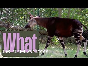 Meet the Okapi: The Giraffe-Zebra Hybrid You’ve Never Heard Of! 🦒🦓