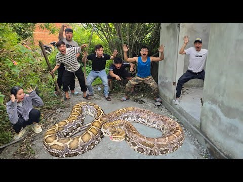 Brave Expert Catch Giant Python and 100 Dragon Snakes