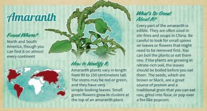 This Infographic Highlights a Few Wild Edibles, but Don't Rely on it for Foraging