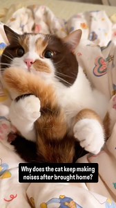 Who can fix her? Maintenance is needed, the sound is too loud🔊🛠️ - Cr. Xiaohongshu: 麻薯小卷 | Luna the cat
