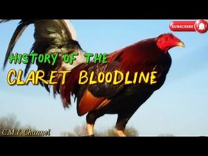 Origin and History of Claret Bloodline Chickens #rooster #chicken ##clarets