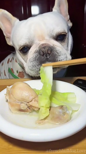French Bulldog Enjoys Delicious Green Vegetable Meal