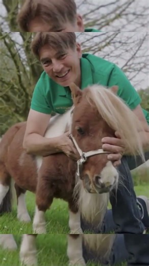 El Caballo 🐴 Más PEQUEÑO del Mundo 🌎 #curiosidades