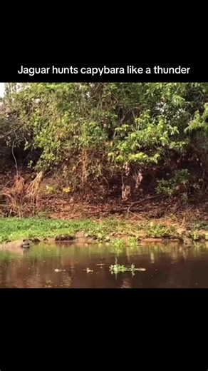 Jaguar Hunts Capybara in Wildlife Action