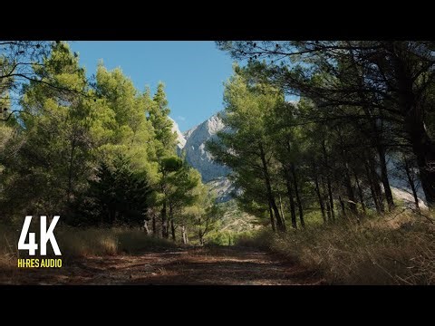 Powerful Wind Sounds for Insomnia | Pine Forest White Noise