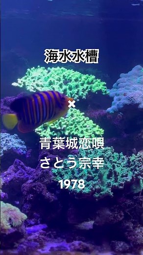 海水水槽✖ #青葉城恋唄 #さとう宗幸 ※ / #2年B組仙八先生 #仙台 #広瀬川 #杜の都 #星間船一 #昭和レトロ #懐メロ #shorts