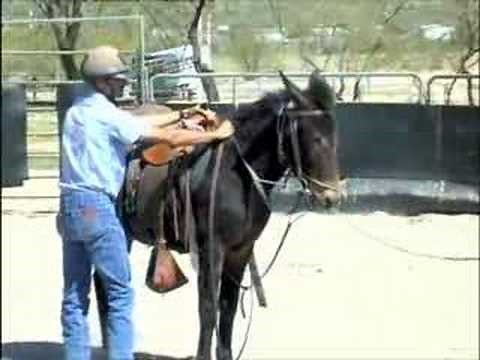 Preparing to Mount A Mule or Donkey