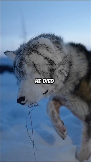 Trapping a Wolf to Survive in the Coldest Place on Earth