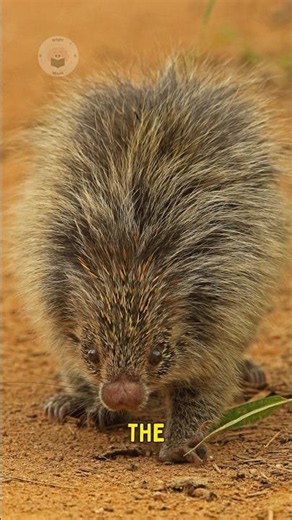 Mexican Hairy Dwarf Porcupine 🦔