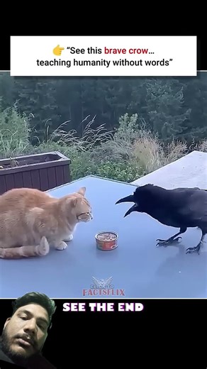 See This Brave Crow | Animals Teach Humanity | #trending #Viral