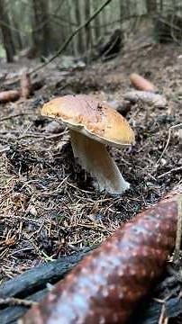 🍄‍🟫🍄 Huby, hríby a houby. Za 20 minut plý košík #huby