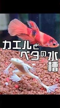 Frog and Betta Fish Tank | Aquarium Tropical Fish