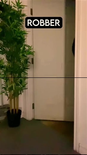 How Different Dog Breeds React to Intruders