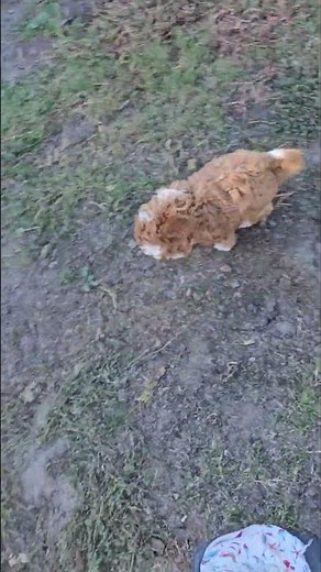 Jeffrey the miniature Australian Labradoodle #puppy #doggielife
