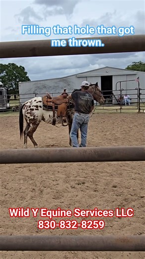 Filling the Training Hole #horsetrainer #horse