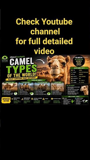 Nature’s Desert Survivor | How Do Camels Survive Without Water 🐪
