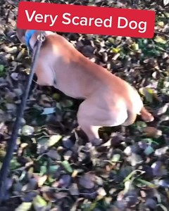 Many fearful dogs struggle with an abnormal or very high level of fear that inhibits learning and doesn’t get better with exposure. When I meet dogs like that, I always suggest the owner speaks with their vet or a veterinary behaviorist to see if they can help! #dogbehavior #rescueddog #rescueddogsofinstagram #animalbehavior #scareddog #fearfuldog #dogtrainingvideo | Thinking Canine