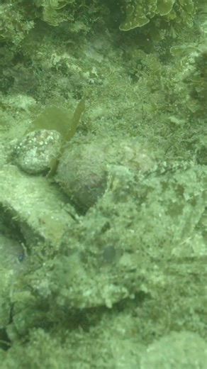 Spot the sculpin before it moves #underwater #nature #uncolored #ocean #newcontentcreator