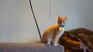 21K views · 559 reactions | Quick! There's no time to explain! | Cat Vines | Facebook