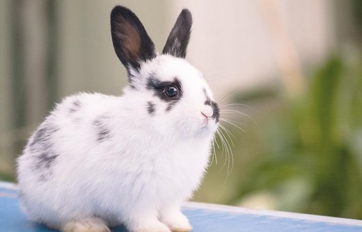 50  Black and White Bunny Names That Are Unmatched | LoveToKnow Pets