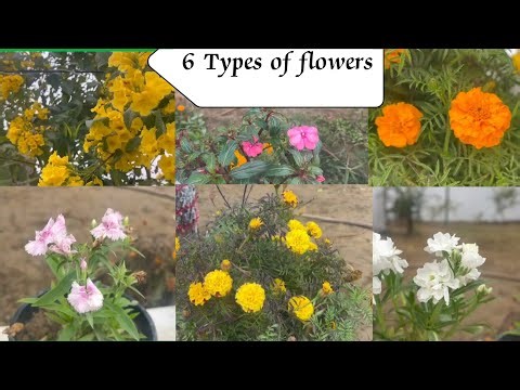6 different types of flowers