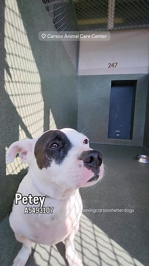 💜 Adopted 💜 A5493107 ✰ PETEY -11/01/25- Petey is a little guy he’s only 35 pounds at four years old and he’s originally from another shelter. He was now surrendered to Carson and he needs help quickly. #A5493107 My name is PETEY and I'm an approximately 4 years old male Terrier. I am not yet neutered. I have been at the Carson Animal Care Center since 11/1. I will be available on 11/1. You can visit me at my temporary home at C247. 🔹Terrier 🔹 AGE:4 🔹 male 🔹 ARRIVED:11/1 🔹 ON HOLD UNTIL: 1