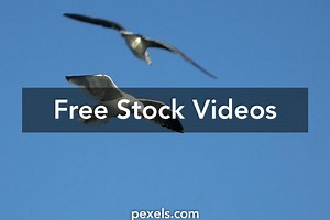 Flying Bird Videos, Download The BEST Free 4k Stock Video Footage & Flying Bird HD Video Clips