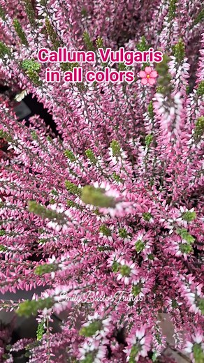 21 reactions · 41 comments | Calluna Vulgaris in all colors, beautiful Fall flowers. Fall Season 2025. #callunavulgaris #calluna #fallflowers #colorfulflowers #FallSeason2025 | Emily Bustos Frings | Facebook