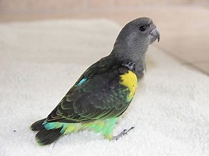 Perroquet Meyer: Tout ce qu'il faut savoir sur cette espèce