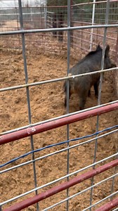 108K views · 1.9K reactions | Pure-Dee doodlebug sand at this property made for easy digging for this big boy. The first pig trapped at this location did some landscaping before we could get him loaded up today. Hoping to catch a few more here the next week or so. | East Texas Hog Control | Facebook