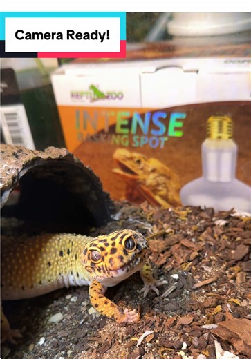 Breakfast for Your Boy: Leopard Gecko Edition