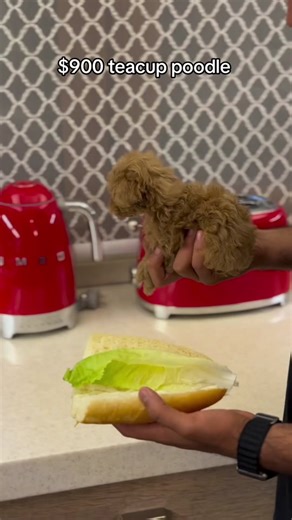 Teacup Mini Poodles Eating Habits Revealed