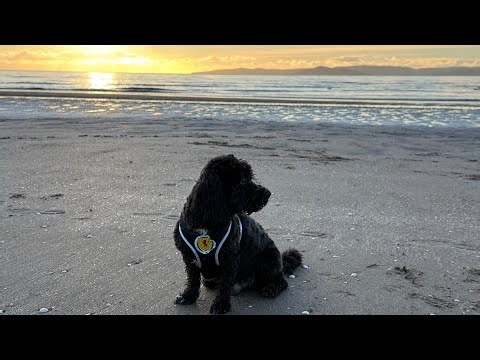 Fun at the beach with my boy Cody the Cockapoo 🐕