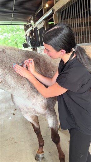 Mastering Equine Intramuscular Injection Techniques