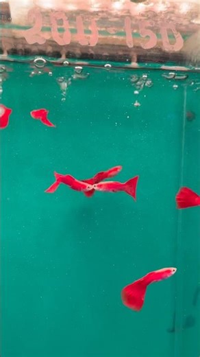 Cute Guppy Fish Kissing Moment 🐟💋 | Aquarium Love #shorts