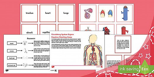 Circulatory System Organs Function Matching Game (Ages 9 - 11)