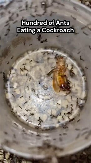 HUNDREDS OF ANTS DEVOUR A COCKROACH 😱🐜 (NATURE IS BRUTAL!) #nature #ants #cockroach #fyp #brutal