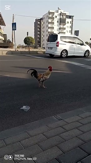 TAVUKLAR FİRARDA 🐔🐔🐔