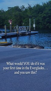 What would YOU do if it was your first time in the Everglades… and you saw this croc? 😳🐊 Welcome to Flamingo Adventures, where “unreal” is just part of the view. 👇 Drop your reaction in the comments! | Flamingo Everglades