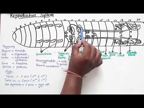Reproductive System Of Earthworm Part 1