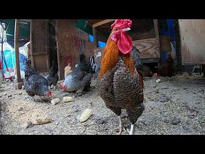 Continuous Chickens Video HD, Roosters Crowing Sounds! Cute Chickens!