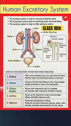 Human Excretory System | Functions of Kidneys, Ureters & Bladder | Class 10 Biology #class10