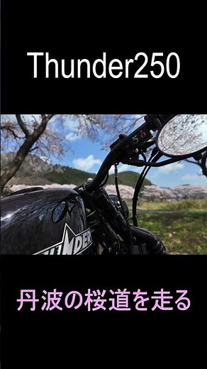 Thunder250丹波の桜道を走る ＃Thunder250＃サンダー250＃モーターサイクル＃Vツイン#オートバイ #ツーリング