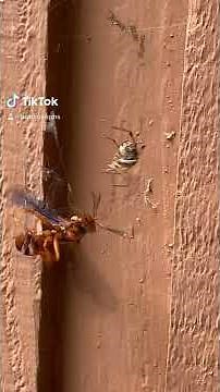 SPIDER VS HUGE RED WASP