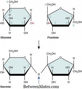 Unterschiede zwischen Glucose und Saccharose Unterschied zwischen - Andere 2026