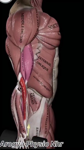 Physio on Instagram: "Hammer Curls: See Your Muscles in Action!💪🏻 ✅Our cutting-edge animation brings the hammer curl to life, showing exactly how this exercise works to target the brachioradialis. 👉🏻The neutral (hammer/mid) grip positions the brachioradialis as the primary mover, while the brachialis and biceps brachii act as synergists to support elbow flexion. This unique focus makes the hammer curl essential for balanced arm development."